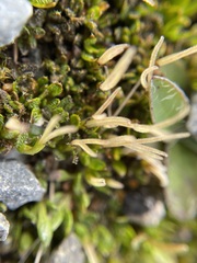 Coprosma atropurpurea