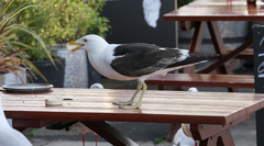 Larus dominicanus
