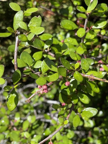 Aristotelia fruticosa (Aristotelia fruticosa)
