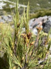 Dracophyllum