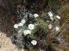 Celmisia angustifolia
