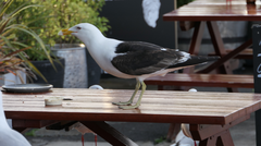 Larus dominicanus