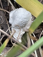 Podargus strigoides
