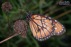 Danaus eresimus