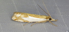 Crambus bidens