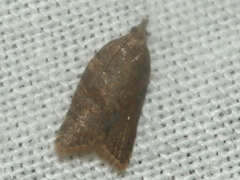 Meritastis laganodes
