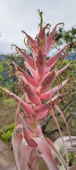 Tillandsia bourgaei
