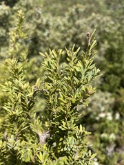 Podocarpus nivalis