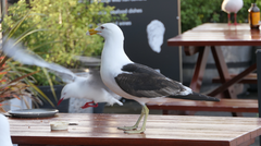 Larus dominicanus