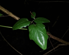 Lardizabala biternata