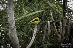 Icterus graduacauda