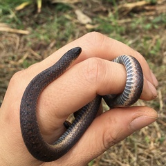 Atractus nicefori