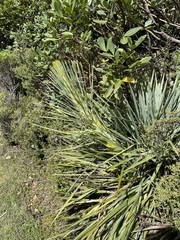 Aciphylla scott-thomsonii