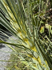 Aciphylla scott-thomsonii