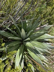 Celmisia semicordata