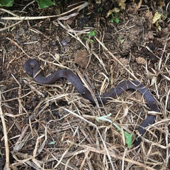 Atractus nicefori
