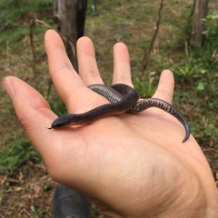 Atractus nicefori
