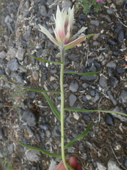Castilleja pallida caudata