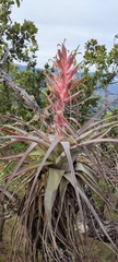 Tillandsia bourgaei