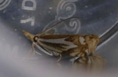 Crambus bidens