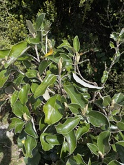 Brachyglottis elaeagnifolia
