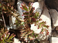 Acaena glabra