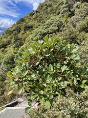 Pseudopanax colensoi