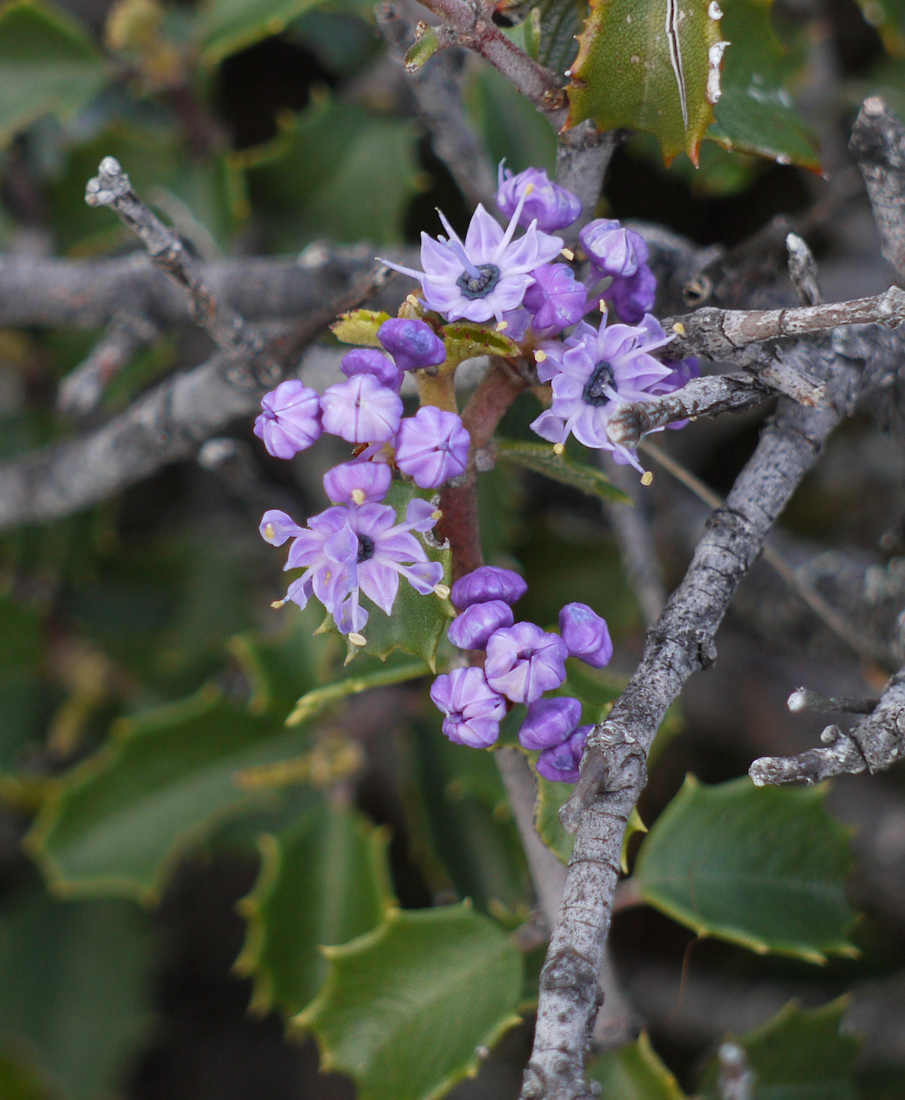 Ceanothus divergens