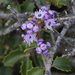 Calistoga Ceanothus - Photo (c) randomtruth, some rights reserved (CC BY-NC-SA)