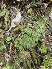 Anisotome haastii