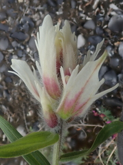 Castilleja pallida caudata