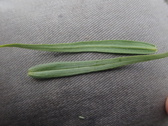 Castilleja pallida caudata