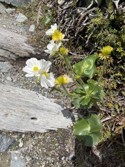 Ranunculus lyallii