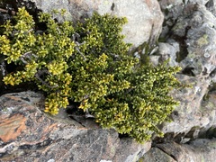 Coprosma fowerakeri