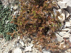Acaena glabra