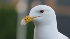 Larus dominicanus