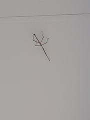 Phasmatini