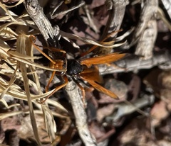 Cryptocheilus bicolor