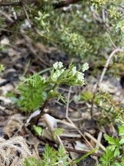 Anisotome haastii