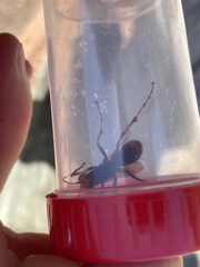 Cryptocheilus bicolor