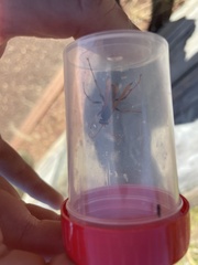 Cryptocheilus bicolor