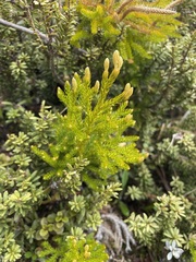 Austrolycopodium fastigiatum