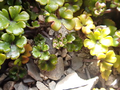 Azorella hydrocotyloides