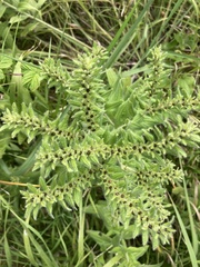Lithospermum occidentale