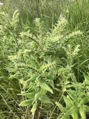 Lithospermum occidentale