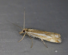 Crambus bidens