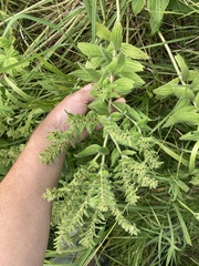 Lithospermum occidentale