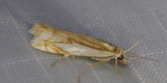 Crambus bidens