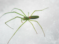 Tetragnatha viridis