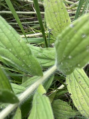 Lithospermum occidentale